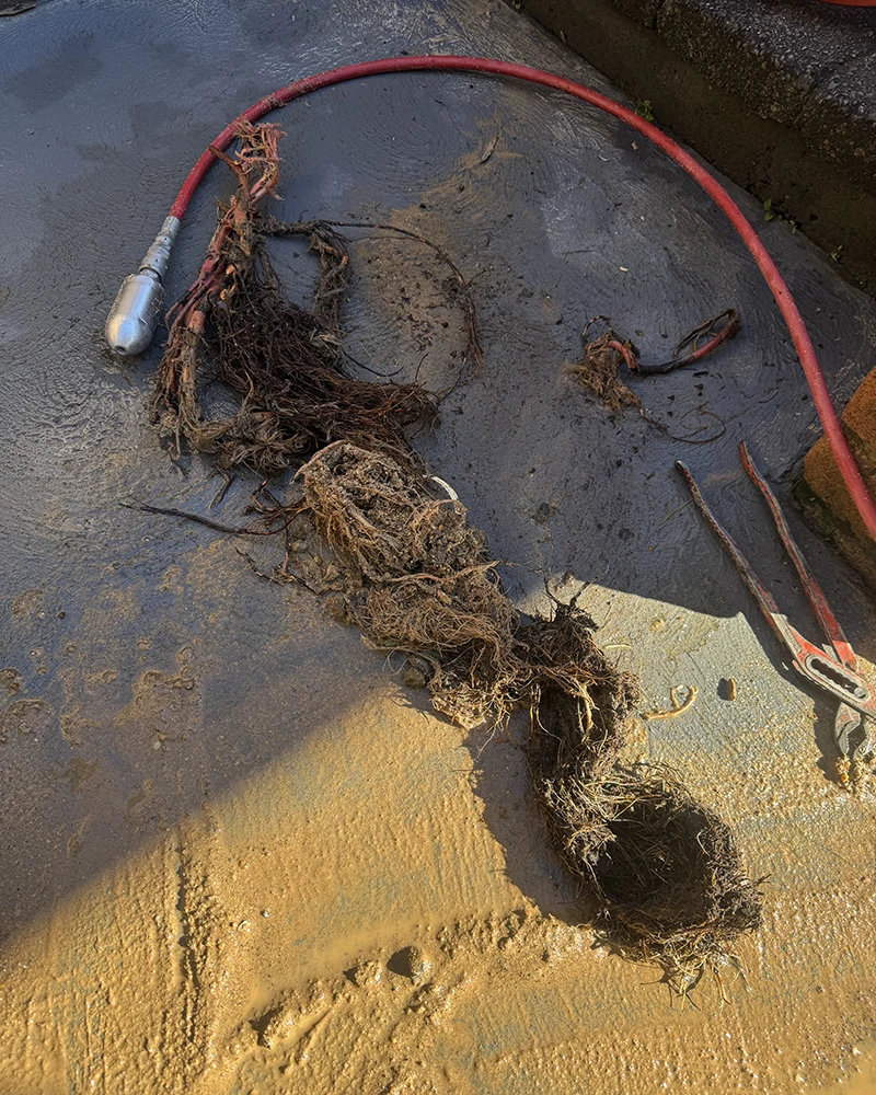 Clearing-tree-root-from-blocked-drain Clearing tree root from blocked drain